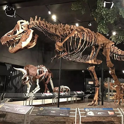 ماکت اسکلت دایناسور مقاوم در برابر آب و هوا / ماکت استخوان دایناسور