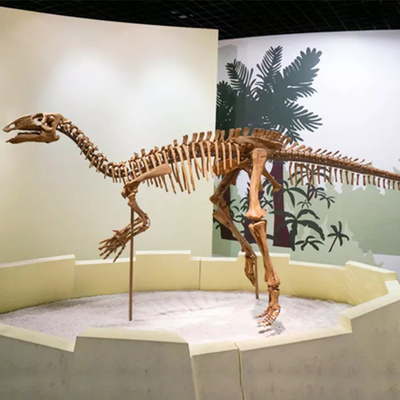 Shopping Mall Ukuran Replika Kerangka Dinosaurus Fosil Tengkorak Dinosaurus Dapat Disesuaikan