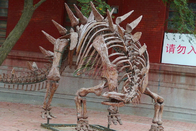 Fiberglass Dinosaur Fossil Model , Handmade Dinosaur Skeleton Replicas