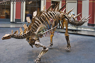Fiberglass Dinosaur Fossil Model , Handmade Dinosaur Skeleton Replicas