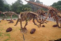 Attractive Complete Dinosaur Fossil Model , Fiberglass Dinosaur Fossil Replicas