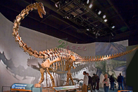 Attractive Complete Dinosaur Fossil Model , Fiberglass Dinosaur Fossil Replicas