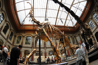 Sunproof Fiberglass Dinosaur Skeleton For Large Entertainment Venue Decoration
