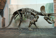 High Durability Realistic Dinosaur Skeleton Models Fiberglass / Gypsum Made