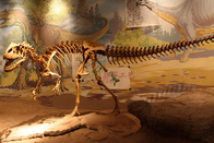 Customized Complete Dinosaur Fossil Life Size For Indoor Exhibition