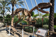 Simulation Fiberglass Complete Dinosaur Fossil For Entertainment Park