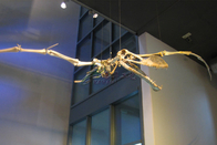 Full Size Fiberglass Dinosaur Fossil Model , Life Like Complete Dinosaur Bone Model