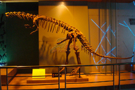 Life Size Fiberglass Complete Dinosaur Fossil For Park Exhibition