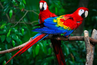 Animatronic Scarlet Macaw With Hairy , Life Size Models Of Animals