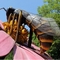 รูปร่างที่กำหนดเอง Animatronic Giant Bee Statue โฟมความหนาแน่นสูง