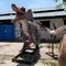 Wystawy Realistyczny animatroniczny model dinozaura 6m Spinozaur