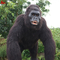 Animatronic Gorilla Suit Gerçekçi Gorilla Kostümü Yetişkin Yaşı