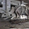 Duży zewnętrzny szkielet dinozaura, odporny na słońce model szkieletu dinozaura