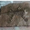 Winkelcentrum dinosaurusbotreplica's, dinosaurusreplica fossiele schedels