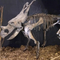 Réplique de squelette de dinosaure résistant aux intempéries / Répliques d'os de dinosaure