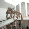 Réplica de esqueleto de dinosaurio para interiores Edad juvenil 12 meses de garantía