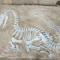 نسخة طبق الأصل ديناصور بالحجم الطبيعي ، أحفورة طبق الأصل ديناصور للأنشطة التجارية