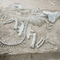 مرکز خرید کپی استخوان دایناسور , جمجمه فسیلی ماکت دایناسور