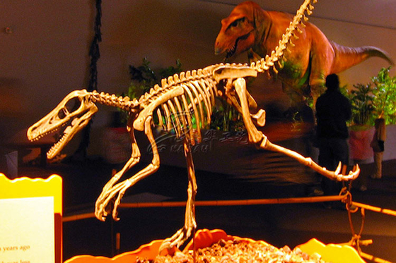 Simulation Fiberglass Complete Dinosaur Fossil For Entertainment Park