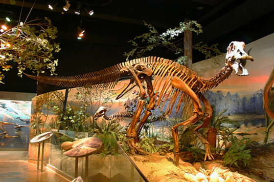 Museum Standard Fiberglass Complete Dinosaur Fossil With Anti Rust Steel Frame