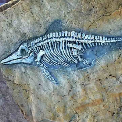 Shopping Mall Dinosaur Bone Replicas , Dinosaur Replica Fossil Skulls