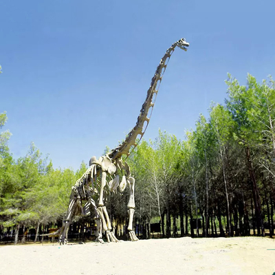 Beli Replika Kerangka Dinosaurus Realistis / Replika Dunia Jurassic Untuk Dalam Ruangan online manufacture