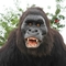 Outdoor Realistic Animatronic Animals Gorilla Model Natural Color