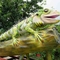 Outdoor Realistic Chameleon Model 2m Waterproof Sound Customized
