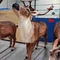 Outdoor Waterproof Life Size Elk Statue Adult Age With Realistic Sound