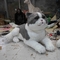 Life Size Realistic Animatronic Cat ,  Interactive Talking Lovely Cat