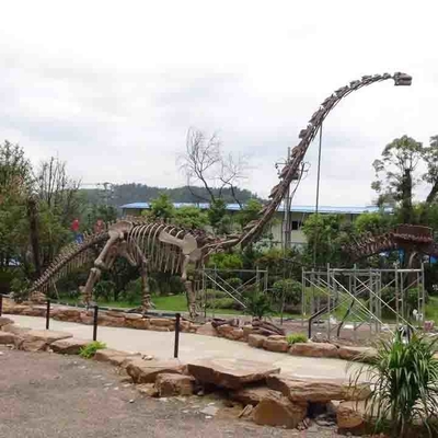 Réplica de tamaño natural al aire libre/interior del cráneo del dinosaurio, réplicas del fósil del dinosaurio