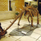 Life Size Dinosaur Skeleton Replica Fossils Waterproof / Sunproof