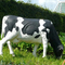Realistic Animal Statue Waterproof Life Size Cow Sculpture Customized Available
