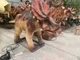Electric Triceratops Animatronic Dinosaur Model Infrared Control System
