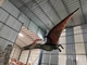 Tamaño natural Dinosaurio realista Animatrónico Pterosaurio con sonido