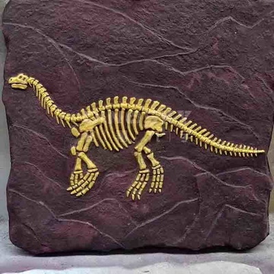 Dobra cena. Replika szkieletu dinozaura na zewnątrz Model naturalnej wielkości Zgodny z dyrektywą RoHS w Internecie