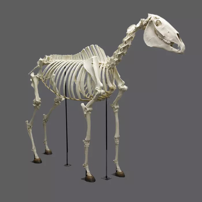 Good price Yaşam Boyu Dinozor İskeleti Replika Fosiller Su Geçirmez / Güneş Geçirmez çevrimiçi